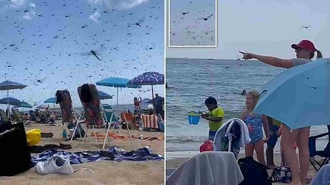 WATCH: Supersized dragonflies invade beach in USA’s Rhode Island