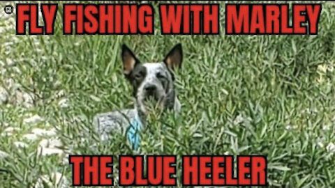#glassisnotdead Fly Fishing with Marley my Australian Cattle Dog