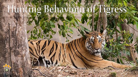 Hunting Behaviour of Tigress