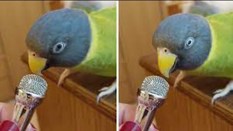 Bird Whispers Into Microphone for 5 Minutes Straight
