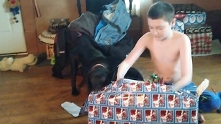 Puppy helps boy open Xmas presents