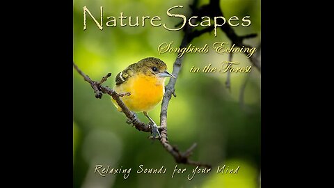 Relaxing Music Vibes,Bird sound,Part#1
