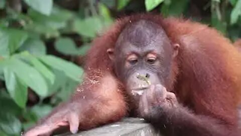 Orangutan pulls bamboo tree through fence
