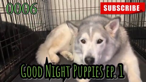 the[DOG]diaries [0006] Good Night Puppies - Episode 1 [#dog #doggies #doggos]