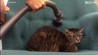 Inédit: un chat fan de l'aspirateur