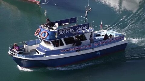 Dolphin Safari. Gibraltar.