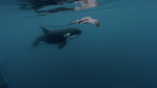 Killer Whale Hits Stingray Hard With Its Tail