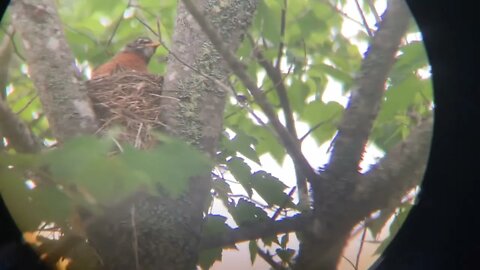 Baby Robins are getting big (2022)