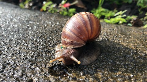 Snail Sizzling in the Maui Sun