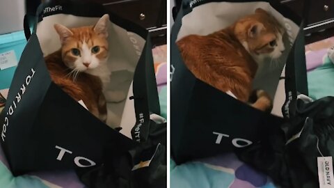 Clumsy Cat Repeatedly Falls Off Bed While Exploring Empty Bag