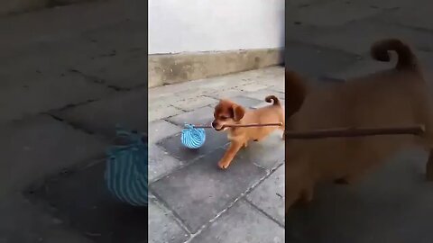 Best Amazing Cute Pet Dog Funny Short #10