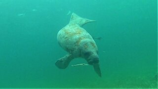 Swimmer has incredible face to face encounter with gigantic manatee