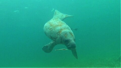 Swimmer has incredible face to face encounter with gigantic manatee