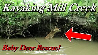 Log Jams, Thunder Storms, Deer Rescue | Kayaking Mill Creek