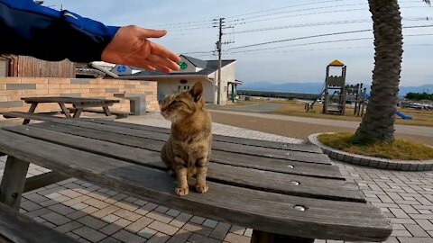 When I sat at the table on cat island, the cats got together very quickly.