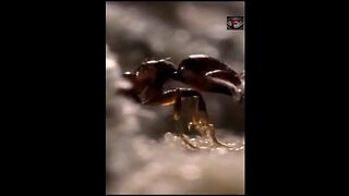 The Red Fire Ant Facts #shorts #interestingfacts #animals #ants