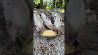 4 new babies 🐖! #pigs #piglet #piglets #farming #homestead