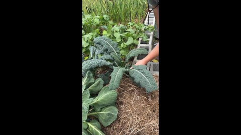 Lacinato Kale Harvest