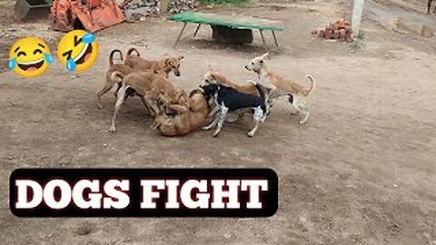 🐕 dogs fight in front of my house