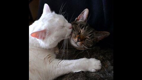 Cat kiss :)