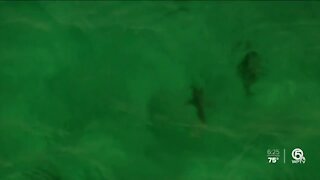 Shark migration