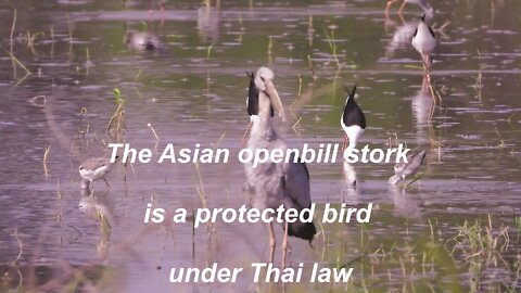 The Asian openbill or Asian openbill stork is a protected bird under Thai law.