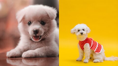 Baby Dogs - Cutest and Funny Dog Videos Compilation #babydog #funnydog #aranimal