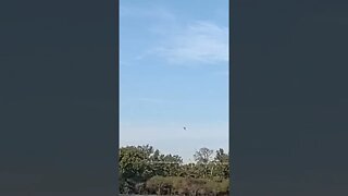 Bald Eagle fighting a Osprey