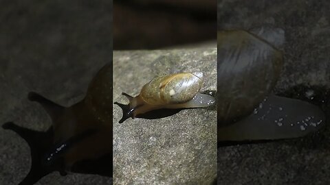 🐌 Rock Slug 🐌