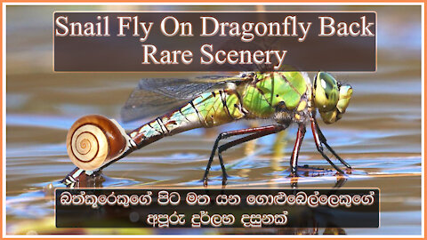 Snail Fly On Dragonfly Back | Rare Scenery | බත්කූරෙකුගේ පිට මත යන ගොළුබෙල්ලෙකුගේ අපූරු දුර්ලභ දසුනක්