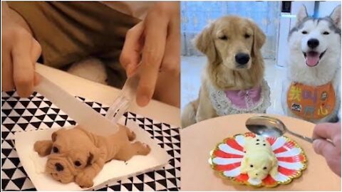 Dog reaction to Puppy cake