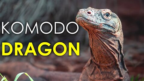 KOMODO DRAGON FACTS | KOMODO DRAGON BITE | KOMODO DRAGON ATTACK | HUNTING | WILDLIFE