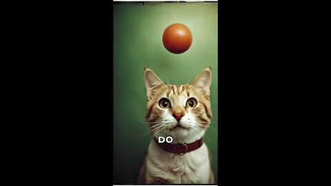 Teach Your Cat to Fetch: A Quick Guide to Feline Obedience