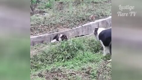 Friendly Dog Rescues his pal from Gutter! This will make you cry!