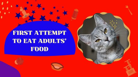 Cute cat's first attempt to eat adults' food