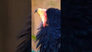 Crested Caracara Exotic Birds of Prey