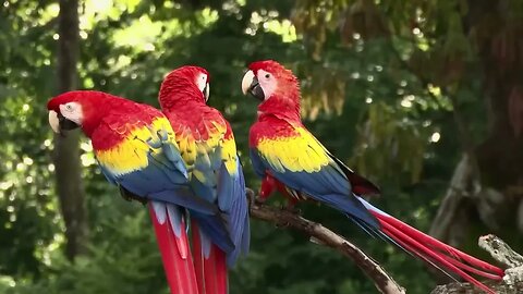 FLORESTA AMAZÔNICA / LUGAR QUE HABITAR CRIATURAS INCRIVEIS