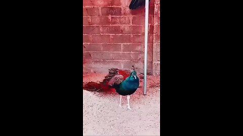 beautiful peacock dance