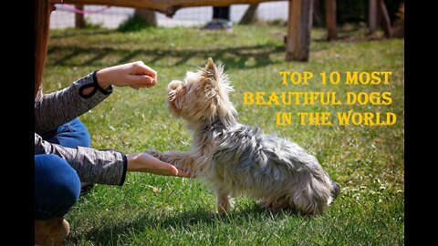 top 10 most beautiful dogs in the world