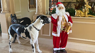 Funny Great Danes Aren't Too Sure About Santa's Singing and Dancing