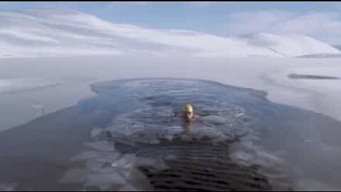 Nadador mergulha em lago congelado nas Terras Altas da Escócia