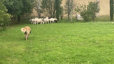 Kangal Turco, Rancho Las Ardillas