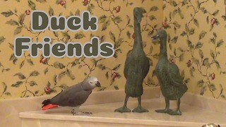Parrot makes friends with duck statues