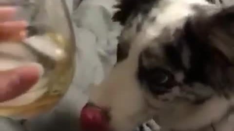 Dog tries to drink from outside of glass cup