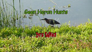 Green Heron Hunts