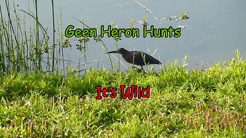 Green Heron Hunts