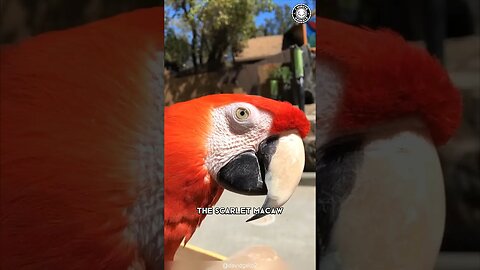 Scarlet Macaw 🦜 Secrets of the Vibrant Rainforest Guardian!