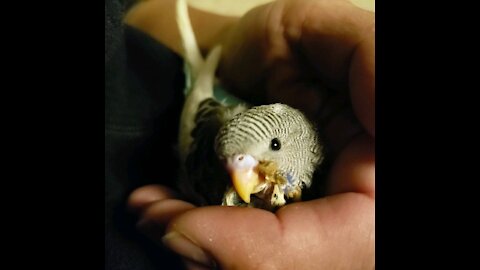 My little daughter's parakeet, Siopao