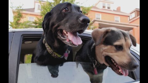 Friends dogs together in a car