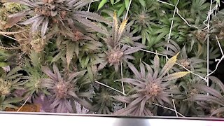 Weekly Indoor Legal Marijuana Growing